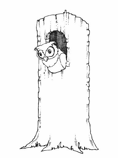 DESENHO CORUJA PARA COLORIR