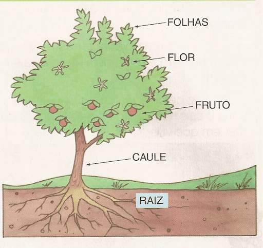 arvore
