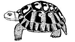 TORTUGA MORA 1.jpg