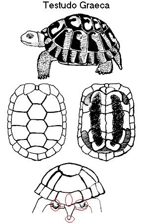 testudo-graeca-vistas.jpg