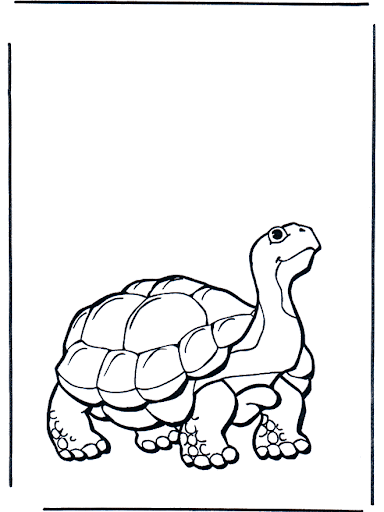 tortuga-de-tierra-b528.jpg