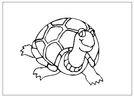tortuga.jpg
