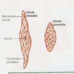 384_celulas2520musculares